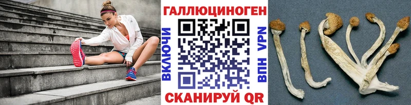 продажа наркотиков  Николаевск  Псилоцибиновые грибы Psilocybine cubensis 